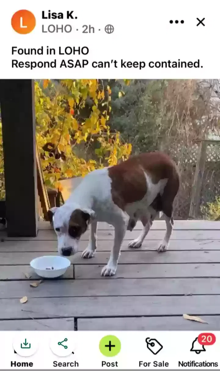 Found dog in Jackson, MS, 39211