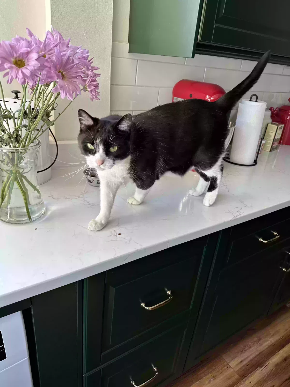 Lost cat in Richmond, VA, 23223