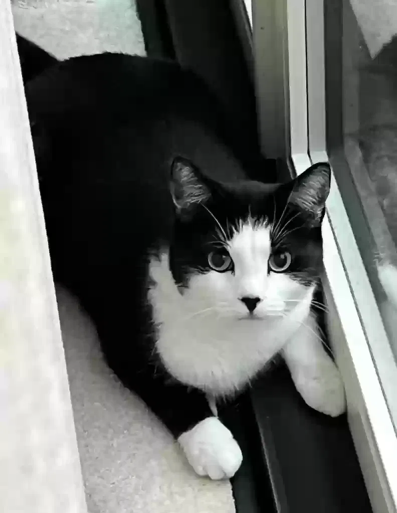 Lost cat in Rochester, NY, 14618