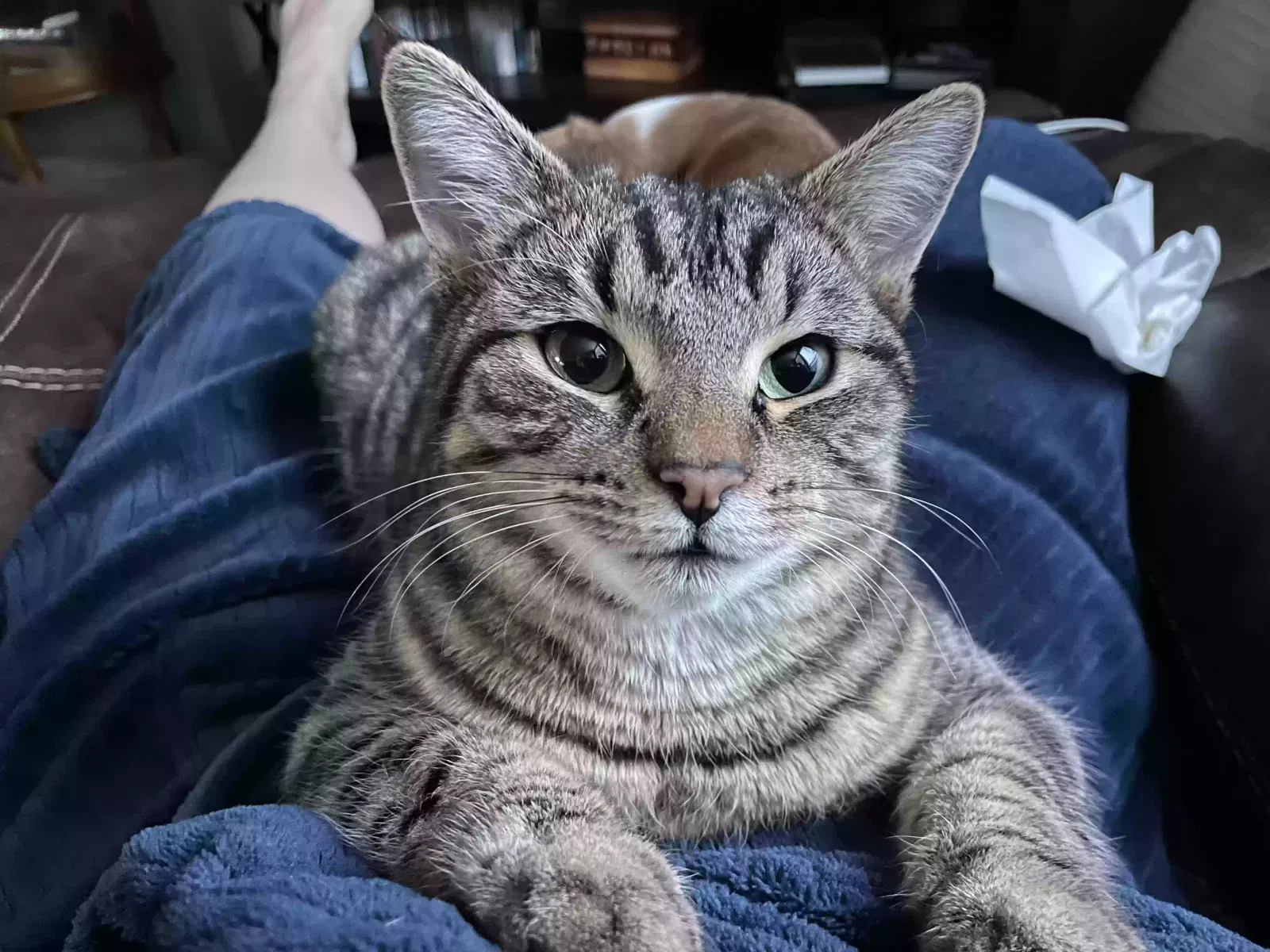 Lost cat in Cheney, WA, 99004