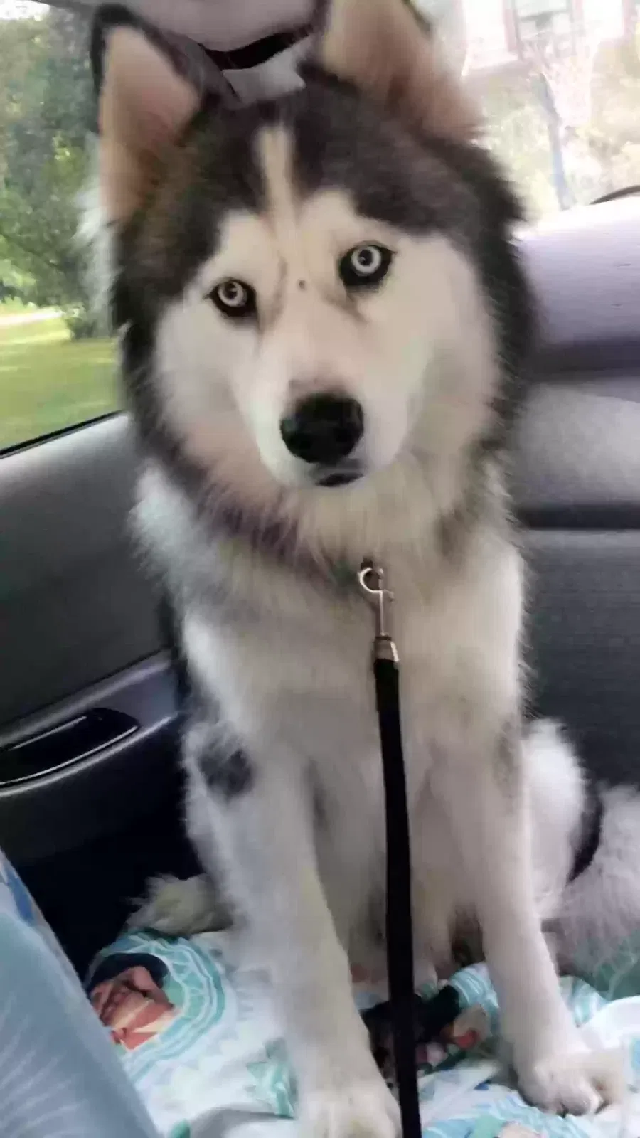Lost dog in Willis, TX, 77378