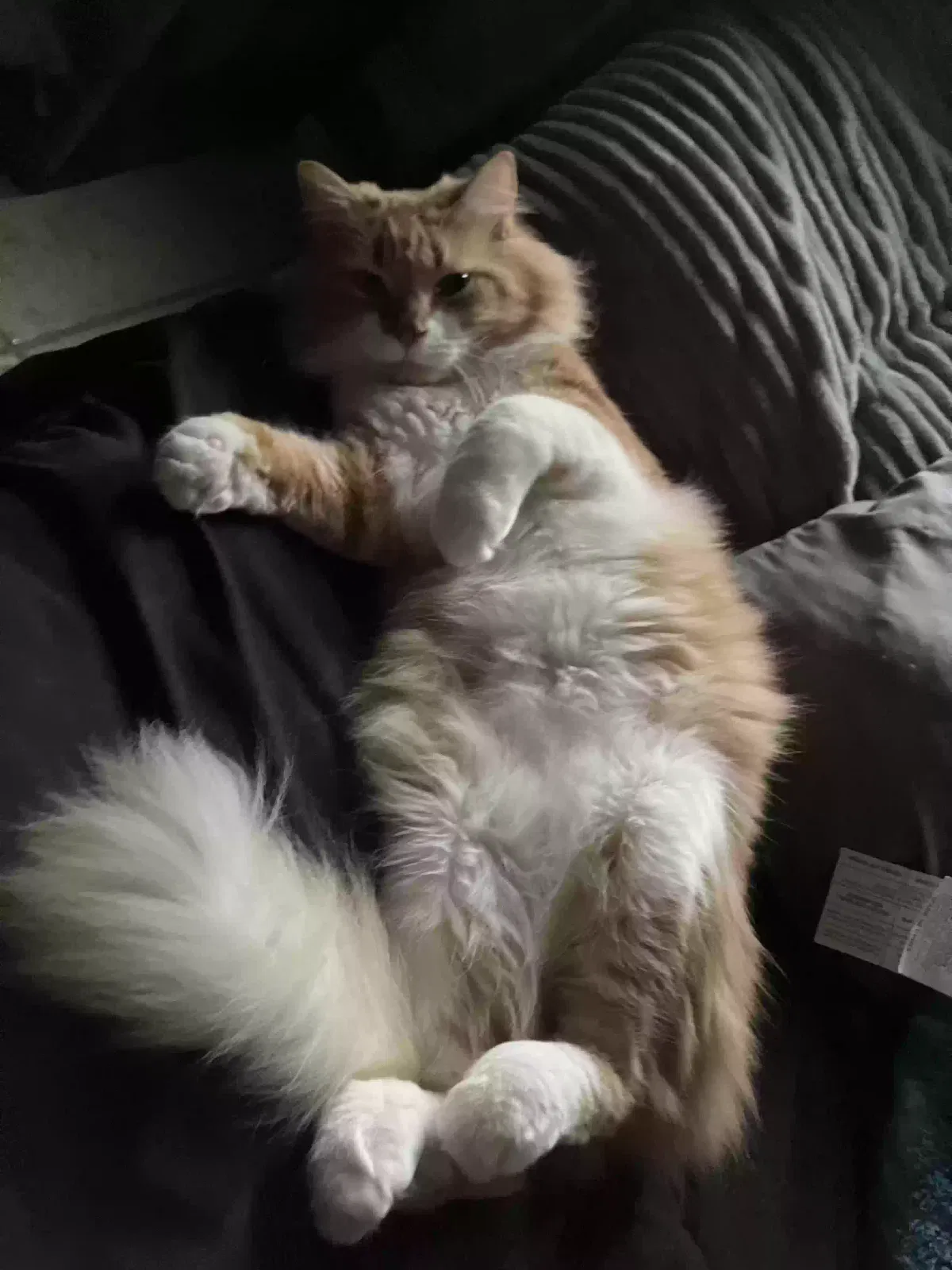 Lost cat in Mission, TX, 78574