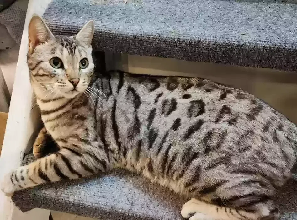 Lost cat in Cleveland, OH, 44118