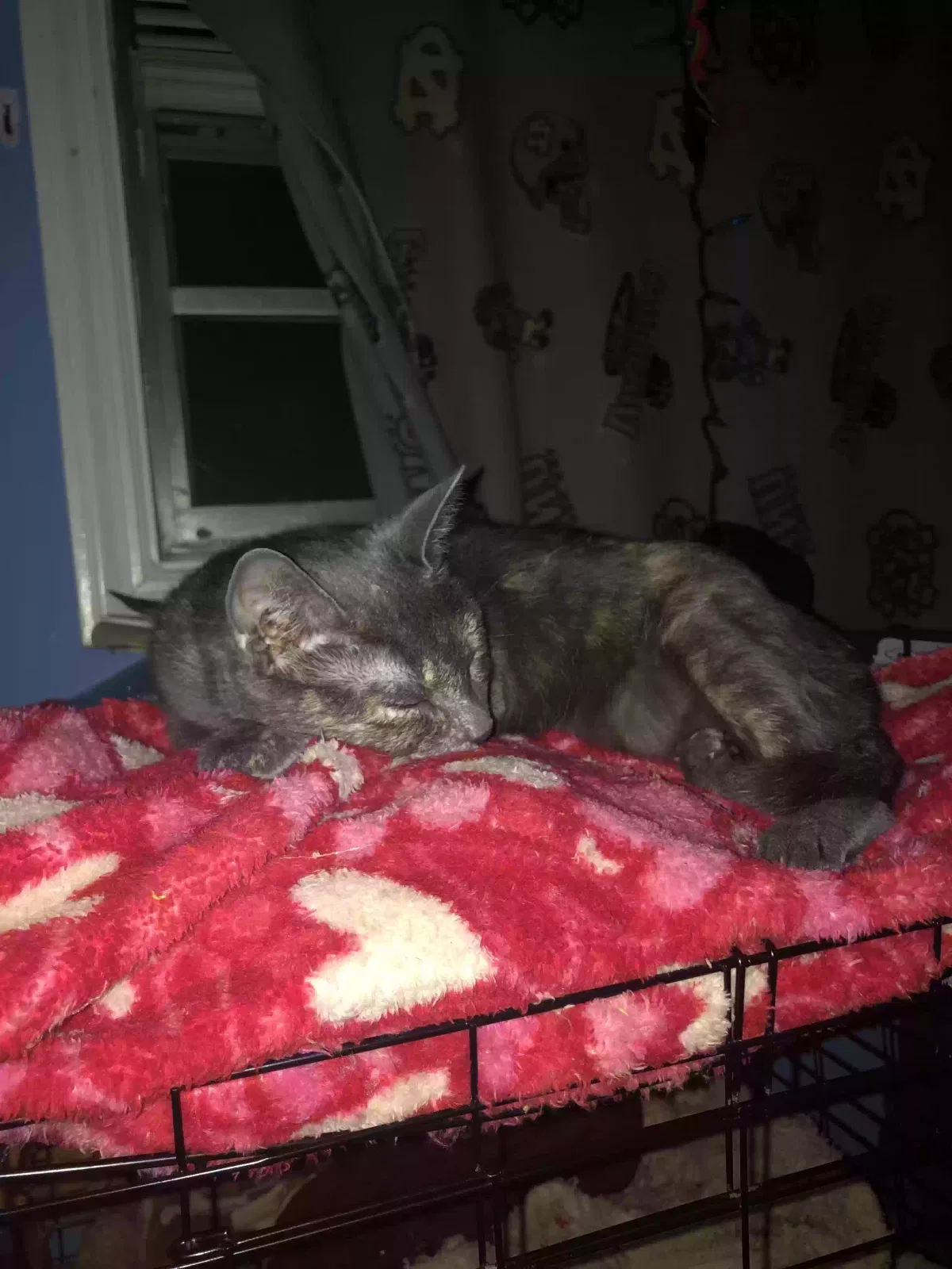 Lost cat in Fayetteville, NC, 28303