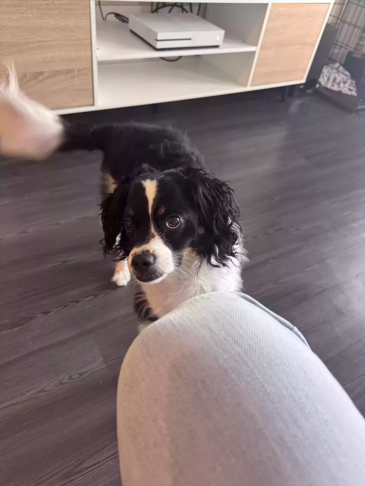 Lost dog in Tampa, FL, 33616