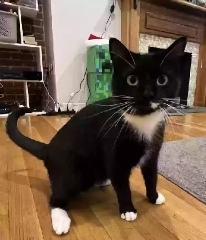 Lost cat in Stormville, NY, 12582