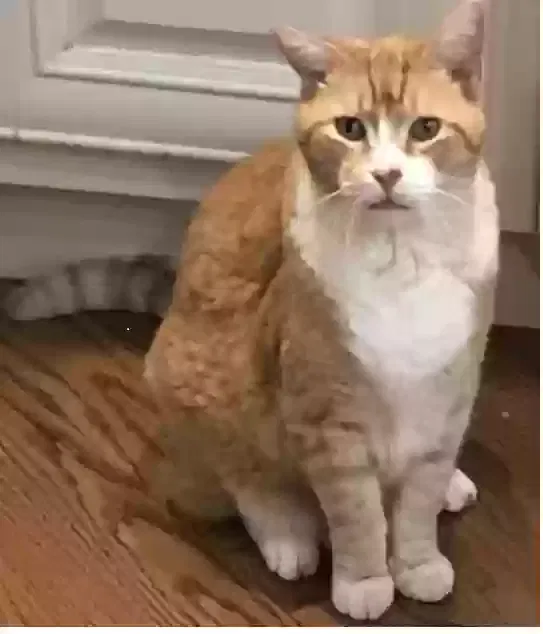 Lost cat in Pelzer, SC, 29669