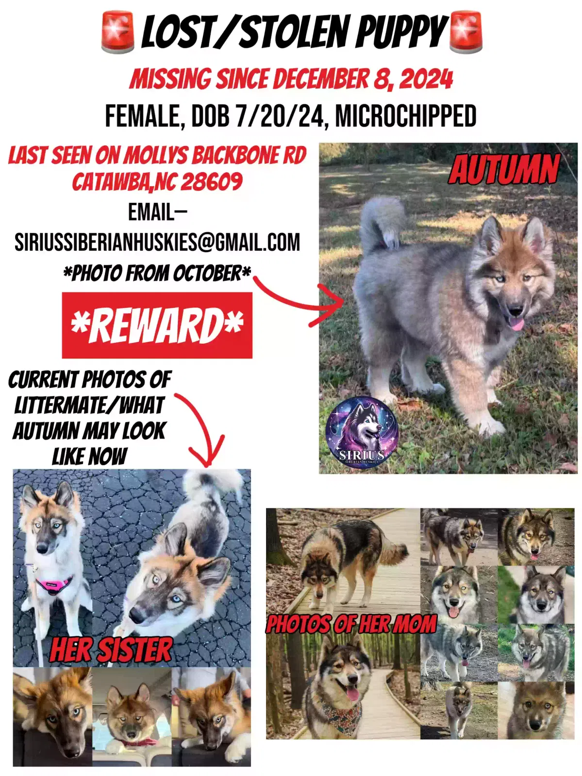 Lost dog in Catawba, NC, 28609