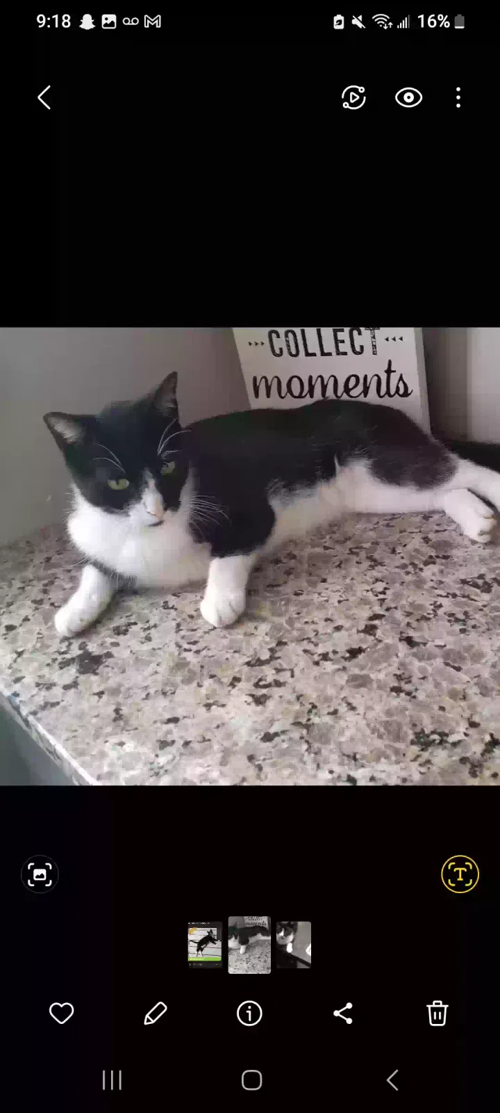 Lost cat in Akron, OH, 44306