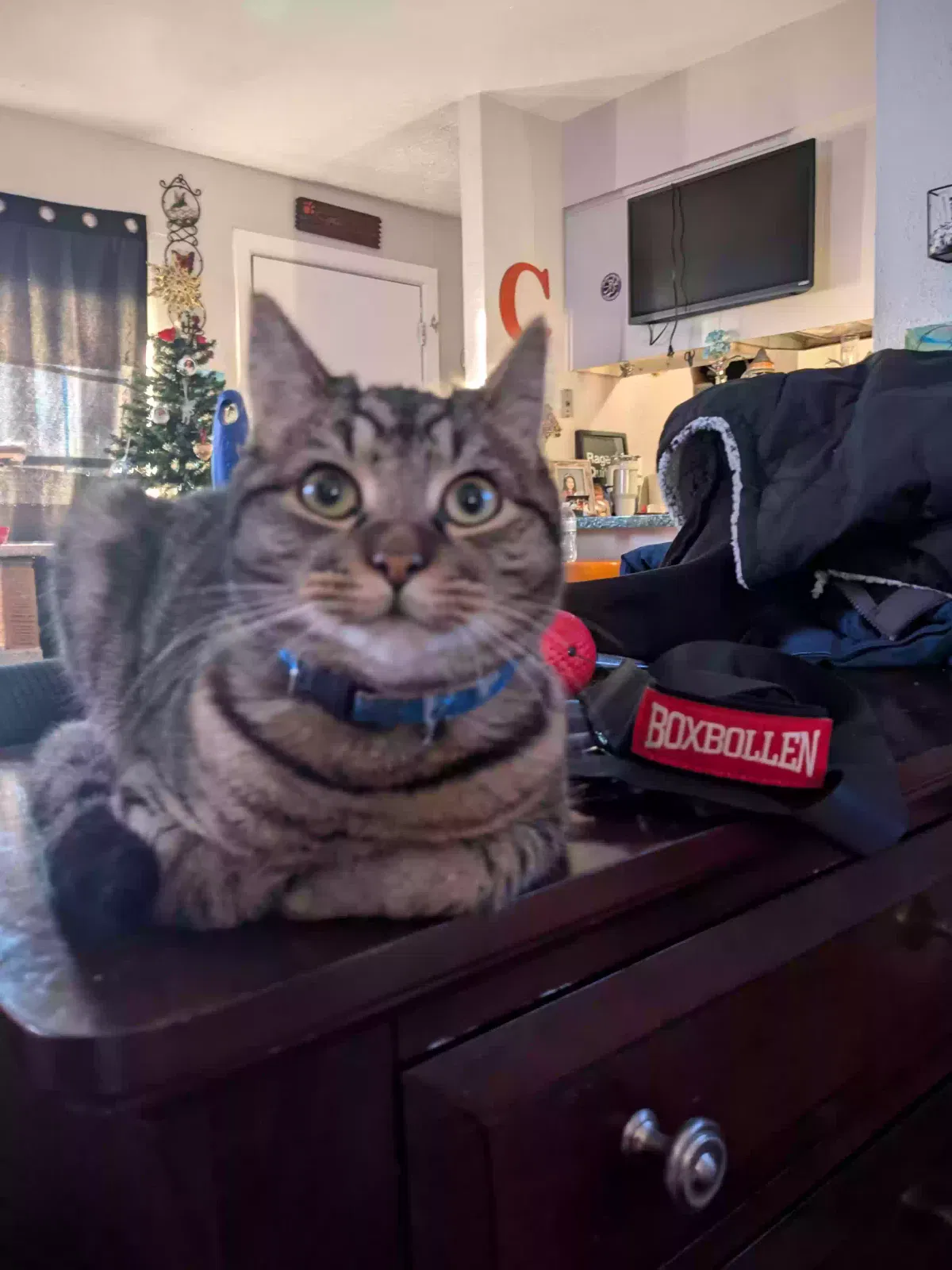 Lost cat in Spartanburg, SC, 29307
