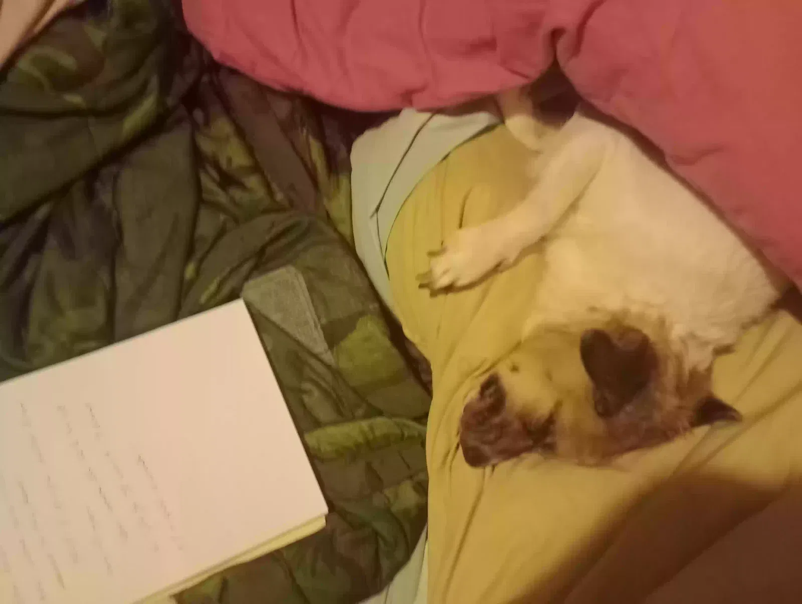 Lost dog in Colorado Springs, CO, 80909