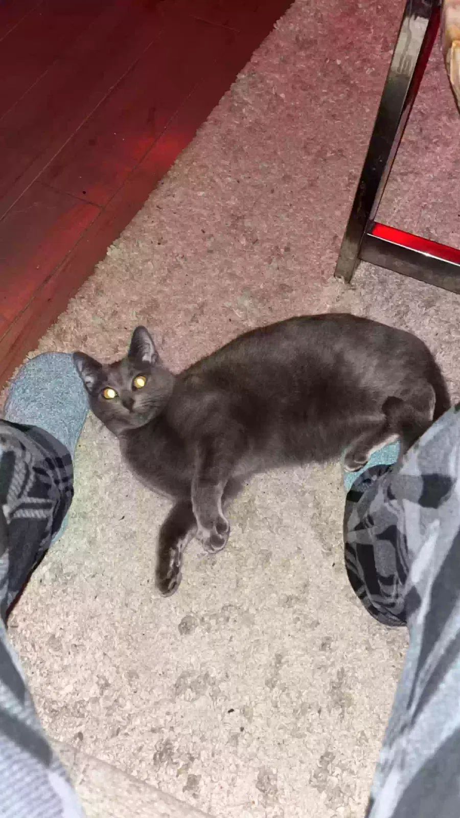 Lost cat in Vancouver, WA, 98682