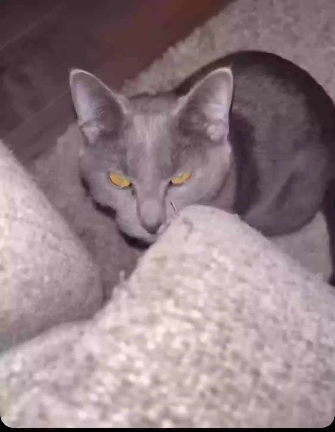 Lost cat in Vancouver, WA, 98682