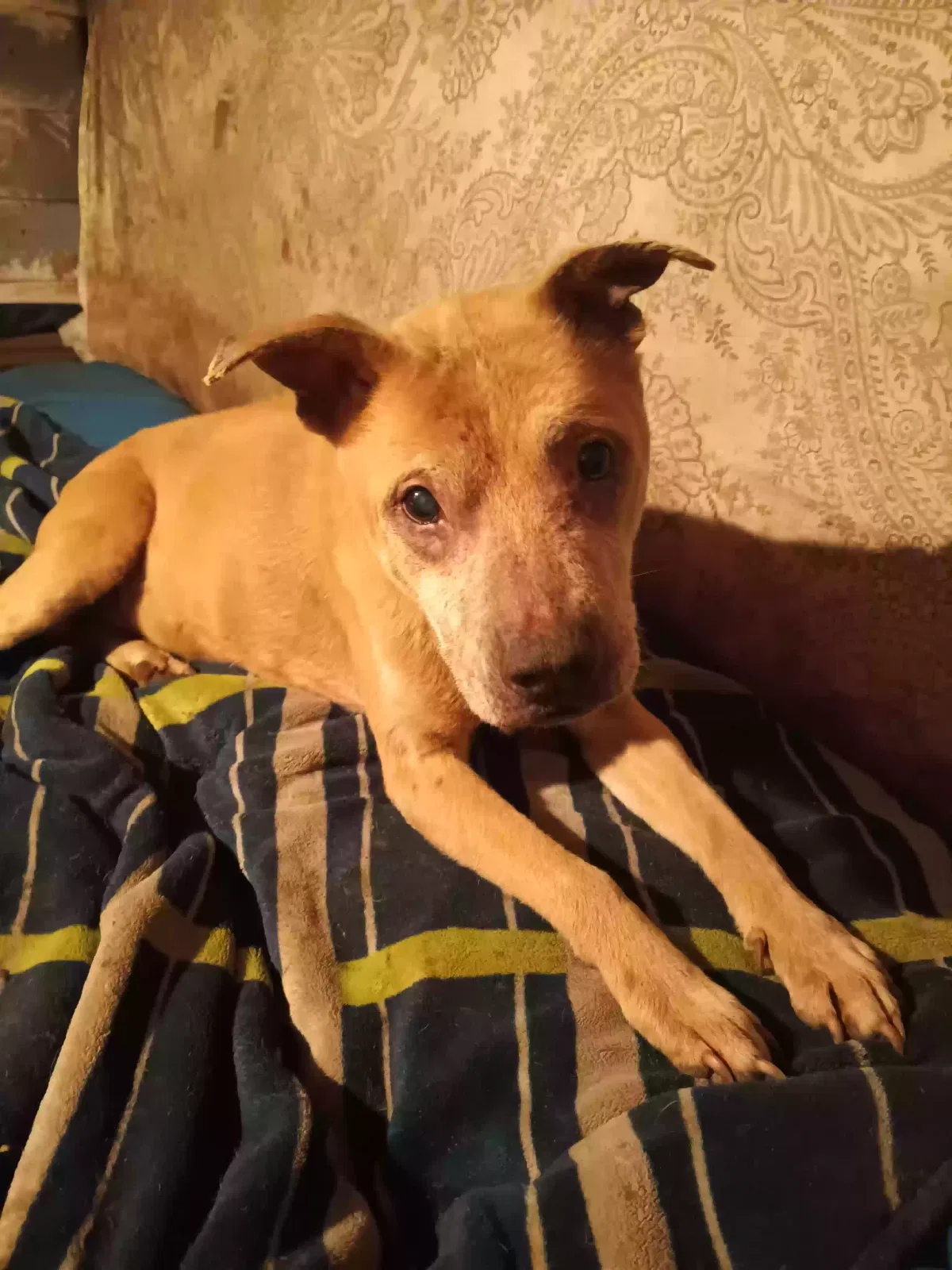 Lost dog in Marysville, WA, 98271