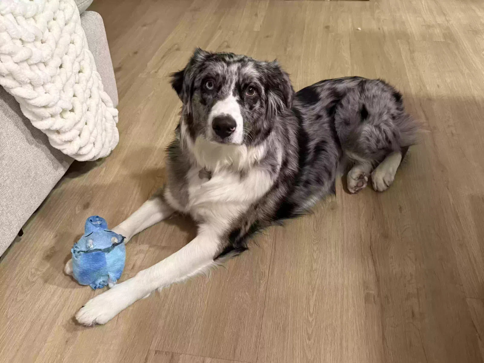 Lost dog in Colorado Springs, CO, 80903