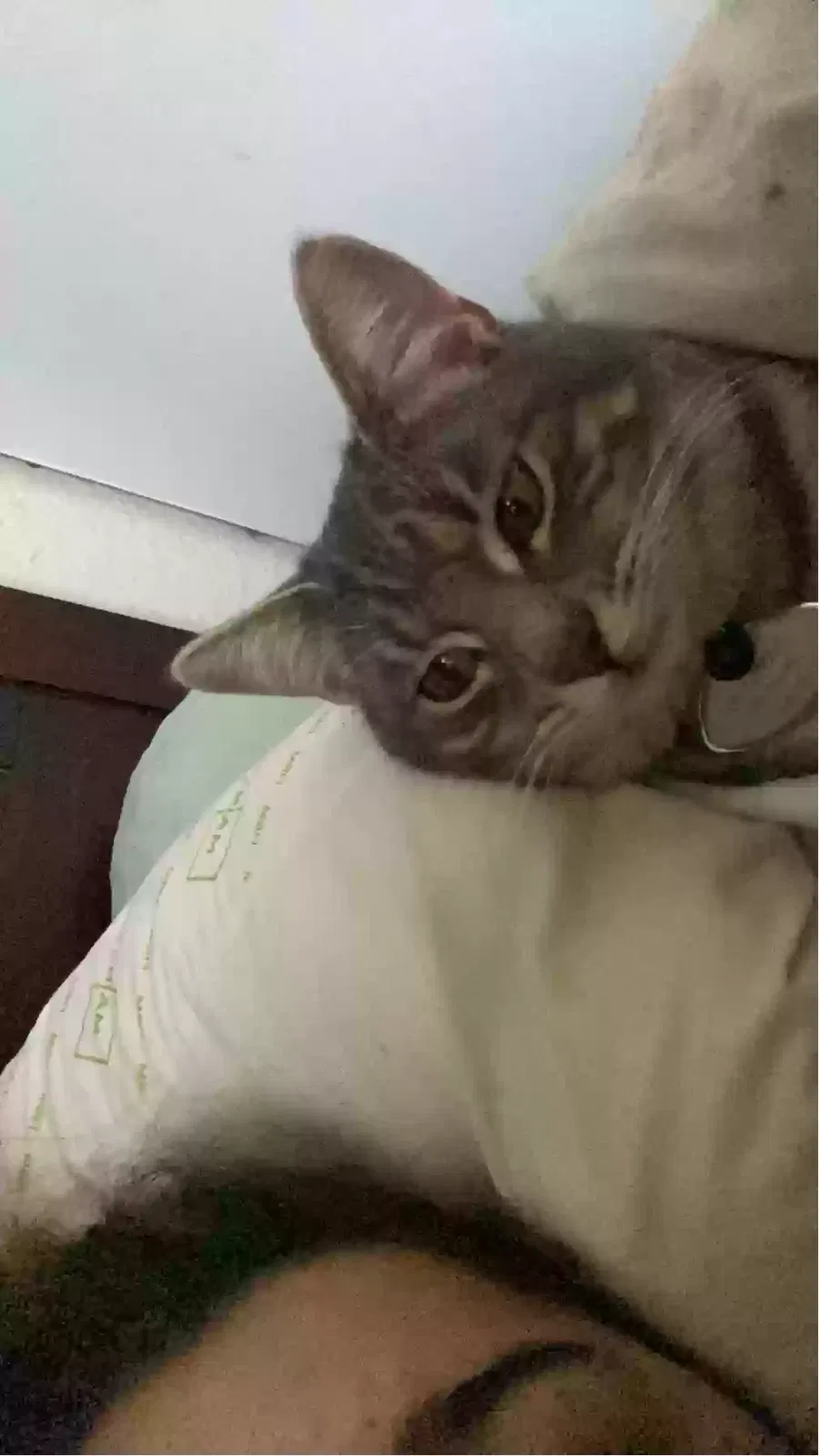Lost cat in Hanford, CA, 93230