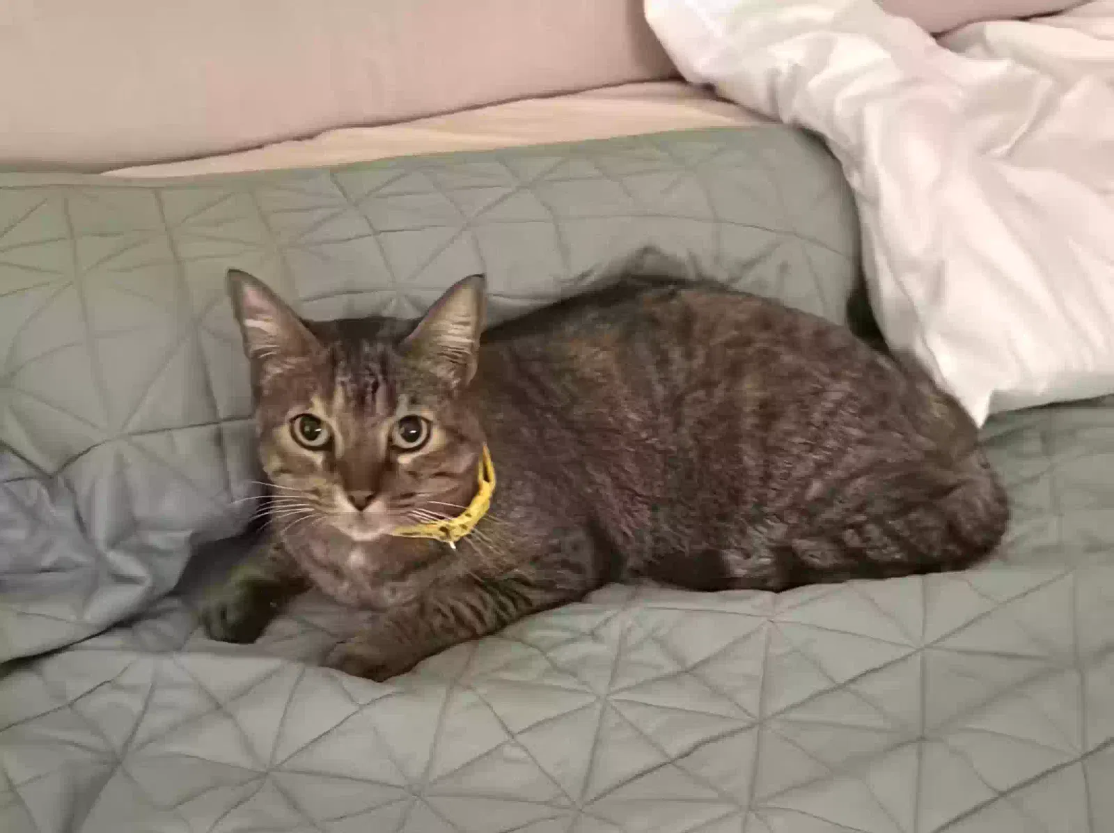 Lost cat in Miami Beach, FL, 33141