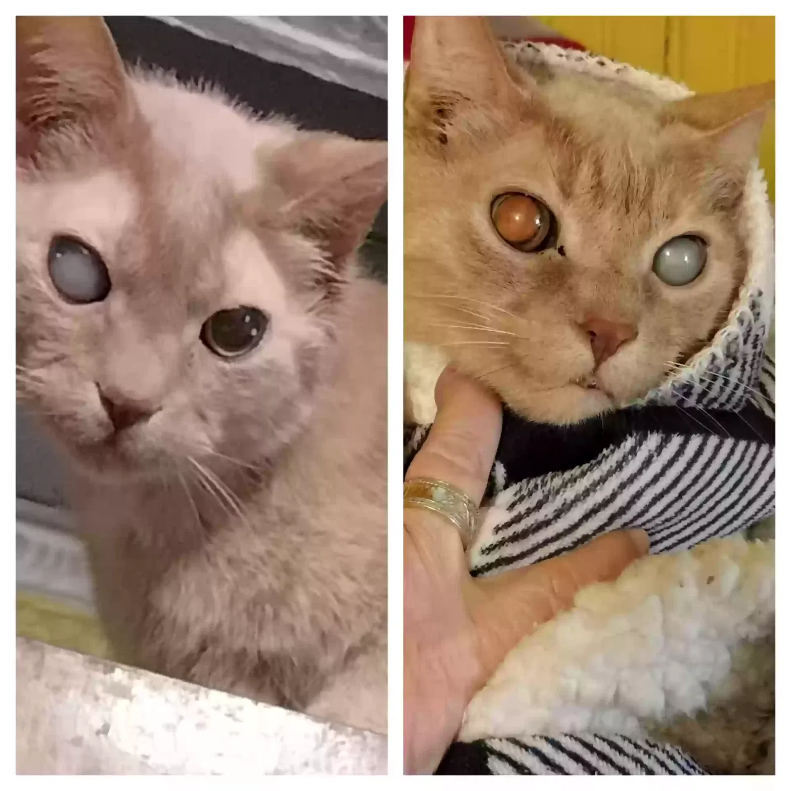 Lost cat in Dover, OH, 44622