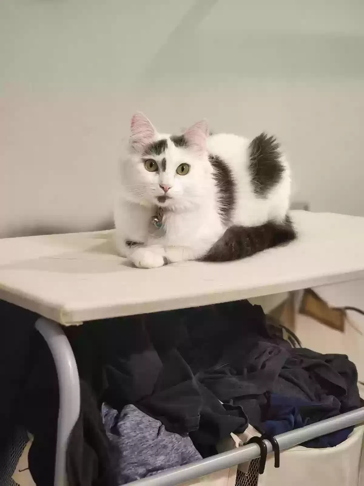Lost cat in Midvale, UT, 84047