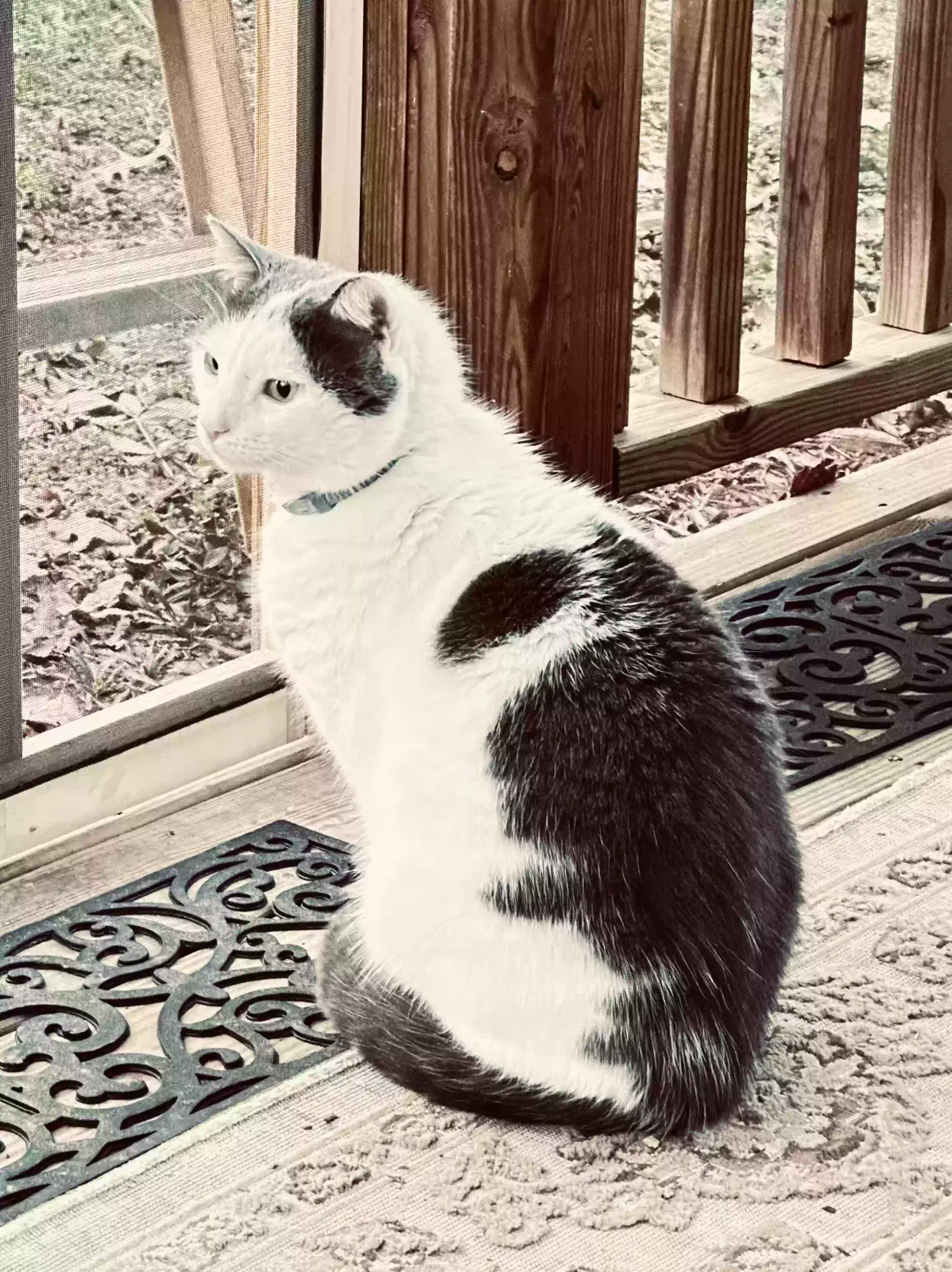 Lost cat in Rock Hill, SC, 29732
