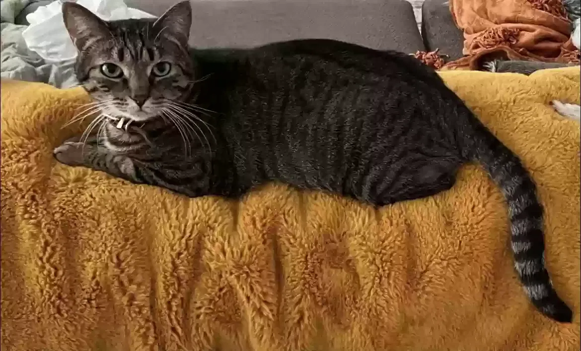 Lost cat in San Antonio, TX, 78216