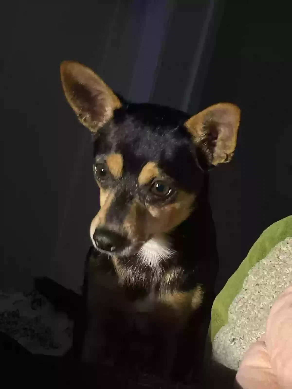 Lost dog in Jacksonville, FL, 32244