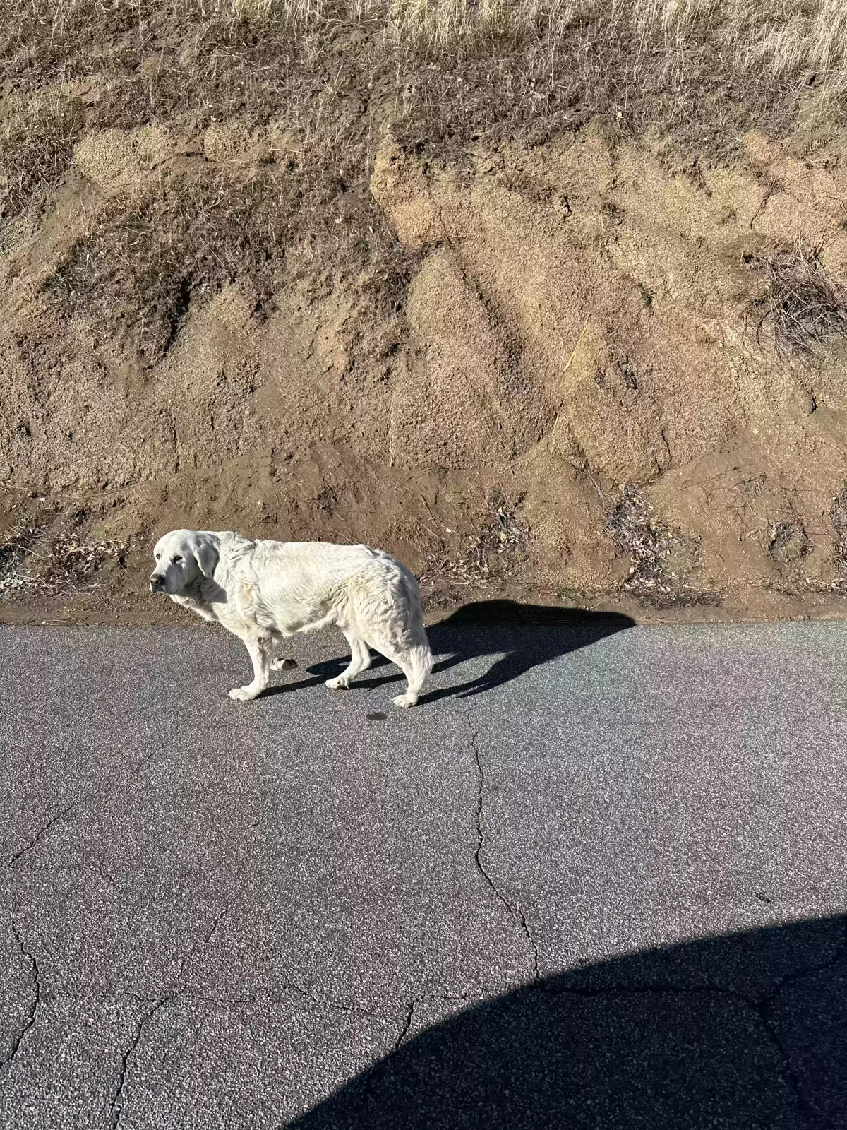 Found dog in Tehachapi, CA, 93561