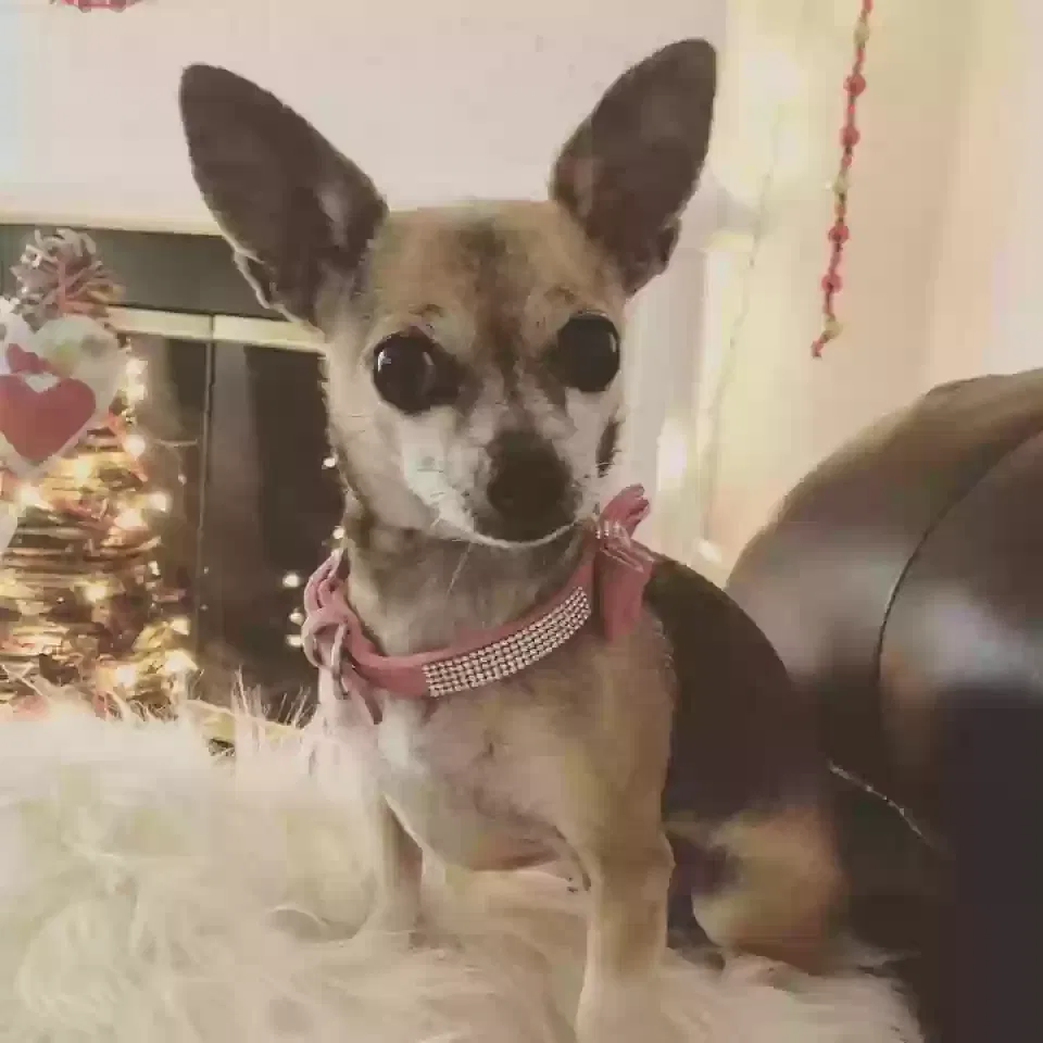Lost dog in Fort Worth, TX, 76179