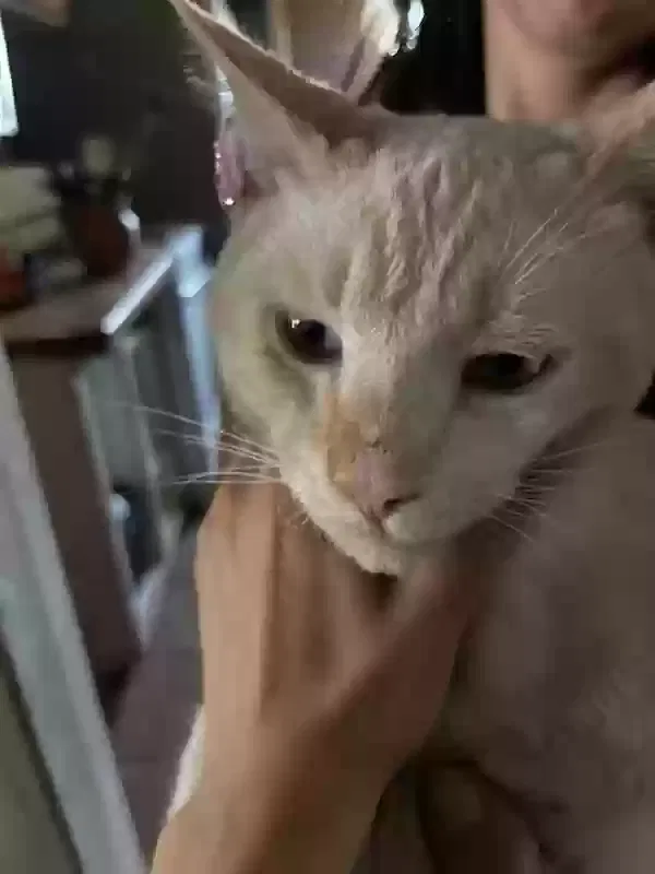 Lost cat in Bakersfield, CA, 93301