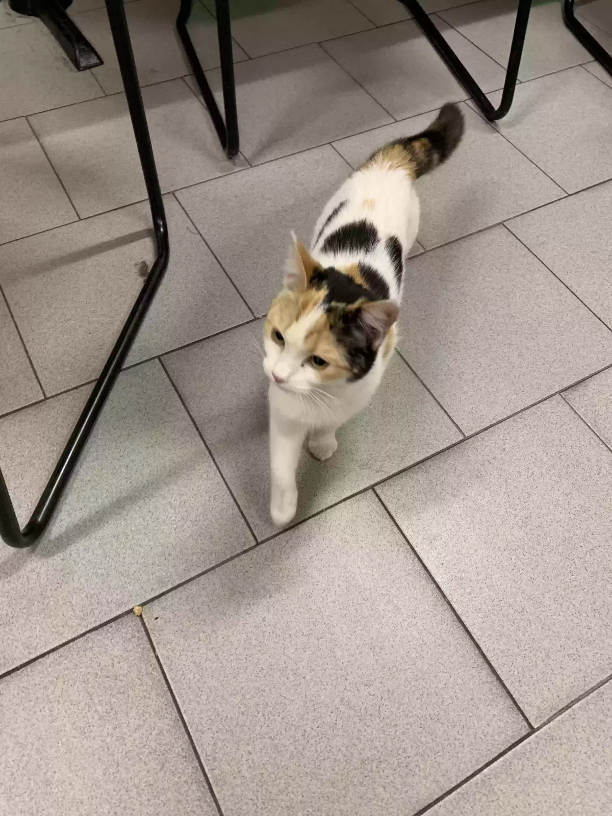 Found cat in Greenville, SC, 29609