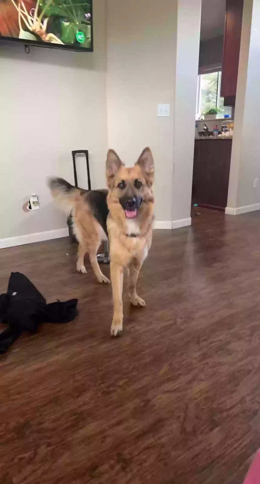 Lost dog in Kent, WA, 98032
