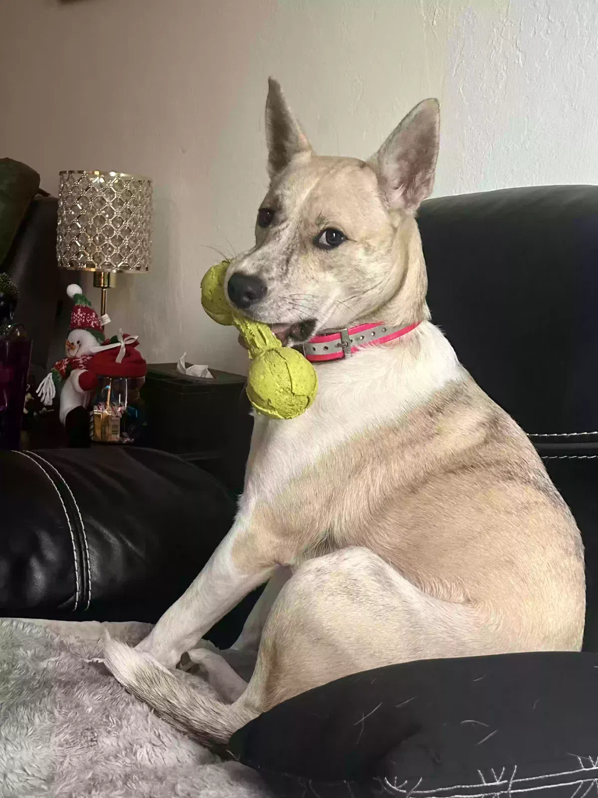 Lost dog in Sacramento, CA, 95818