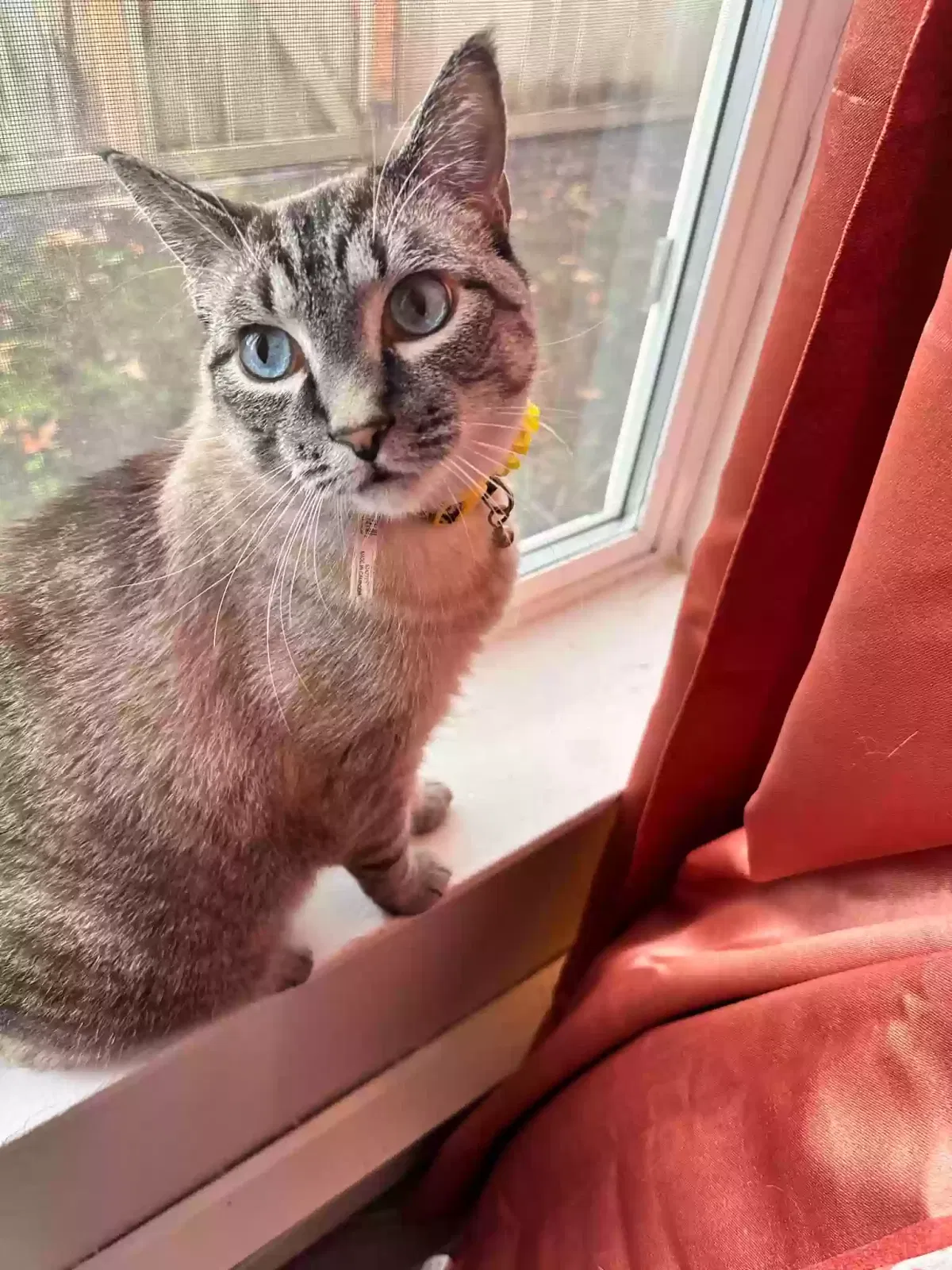 Lost cat in Happy Valley, OR, 97086
