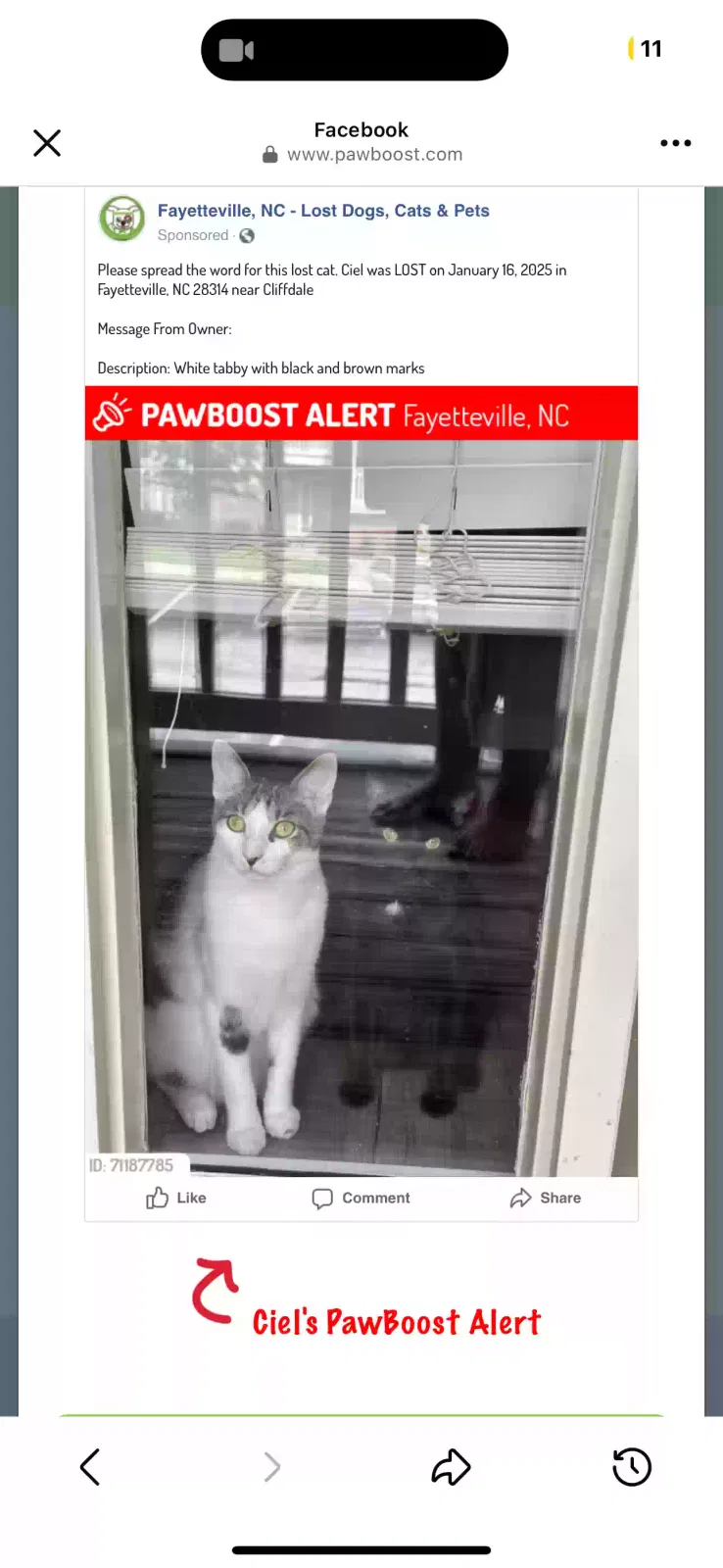 Lost cat in Fayetteville, NC, 28314