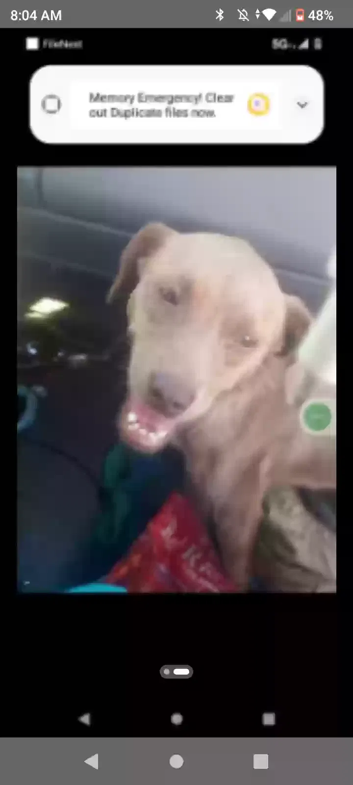 Lost dog in Reedley, CA, 93654