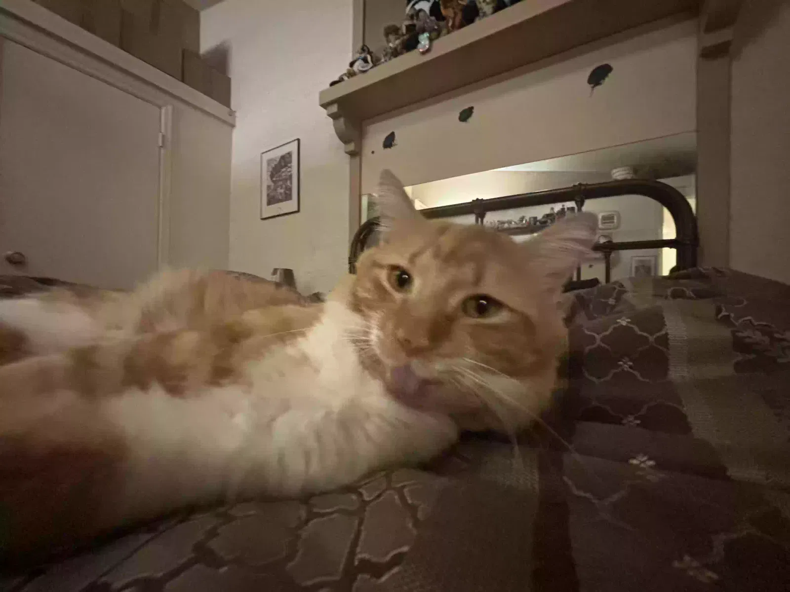 Lost cat in Peoria, AZ, 85345