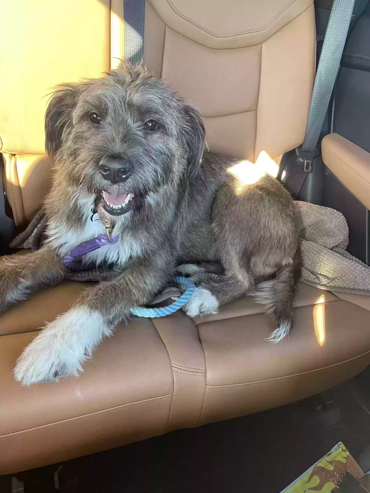 Lost dog in Fort Lauderdale, FL, 33317