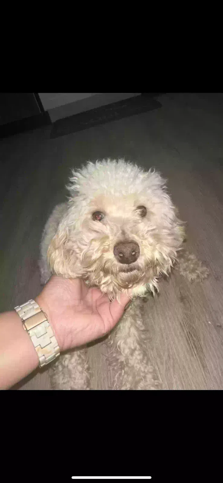 Lost dog in Indianapolis, IN, 46219