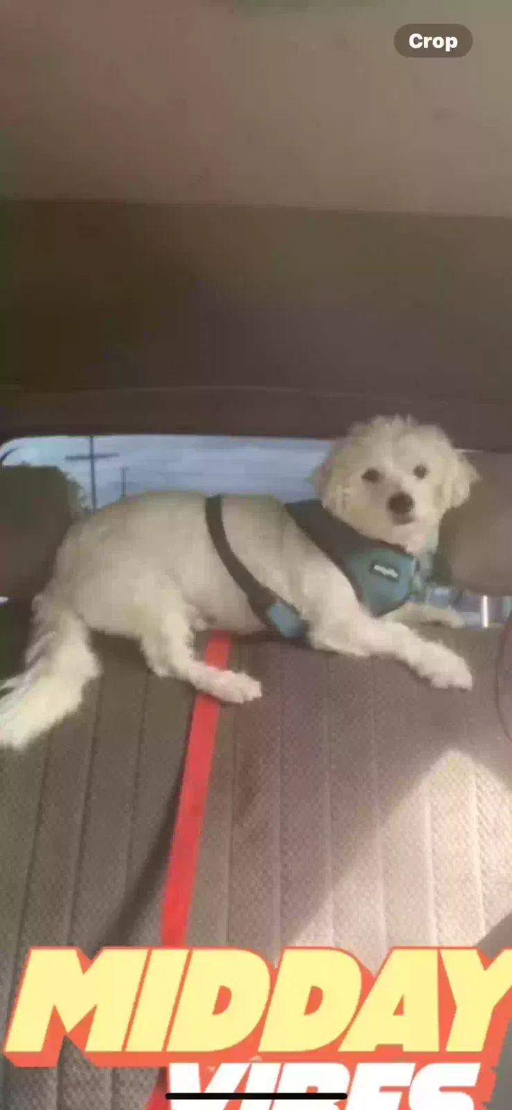 Lost dog in Los Angeles, CA, 90029