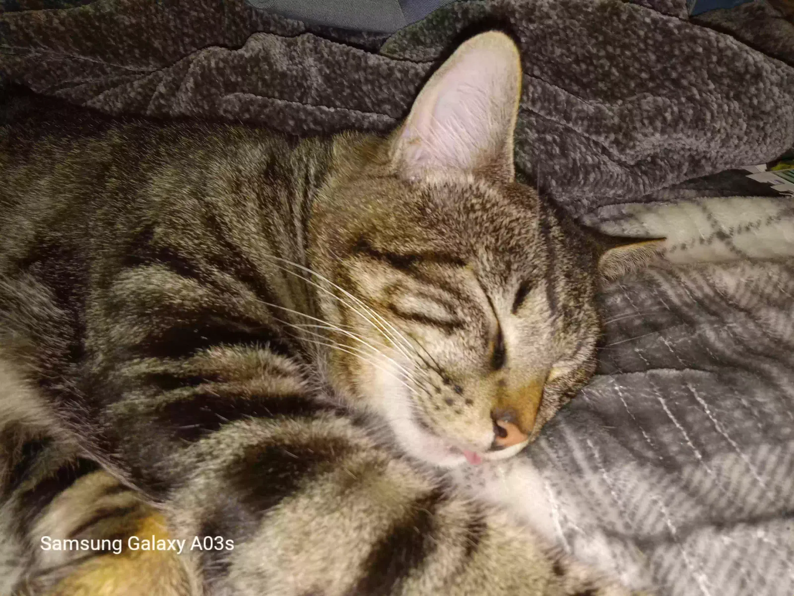 Lost cat in Springfield, MO, 65806