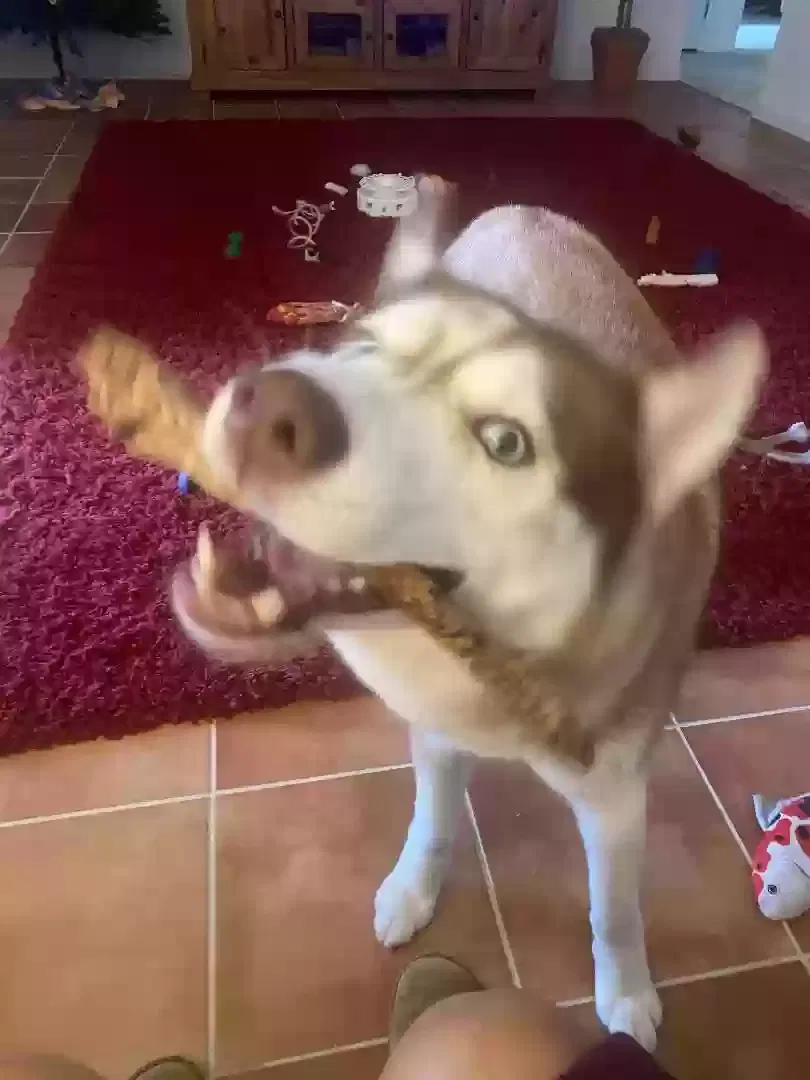 Lost dog in Nuevo, CA, 92567
