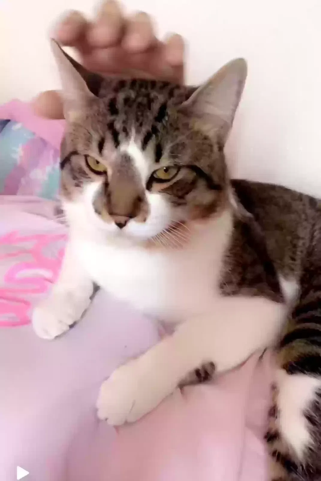 Lost cat in Fort Bliss, TX, 79918