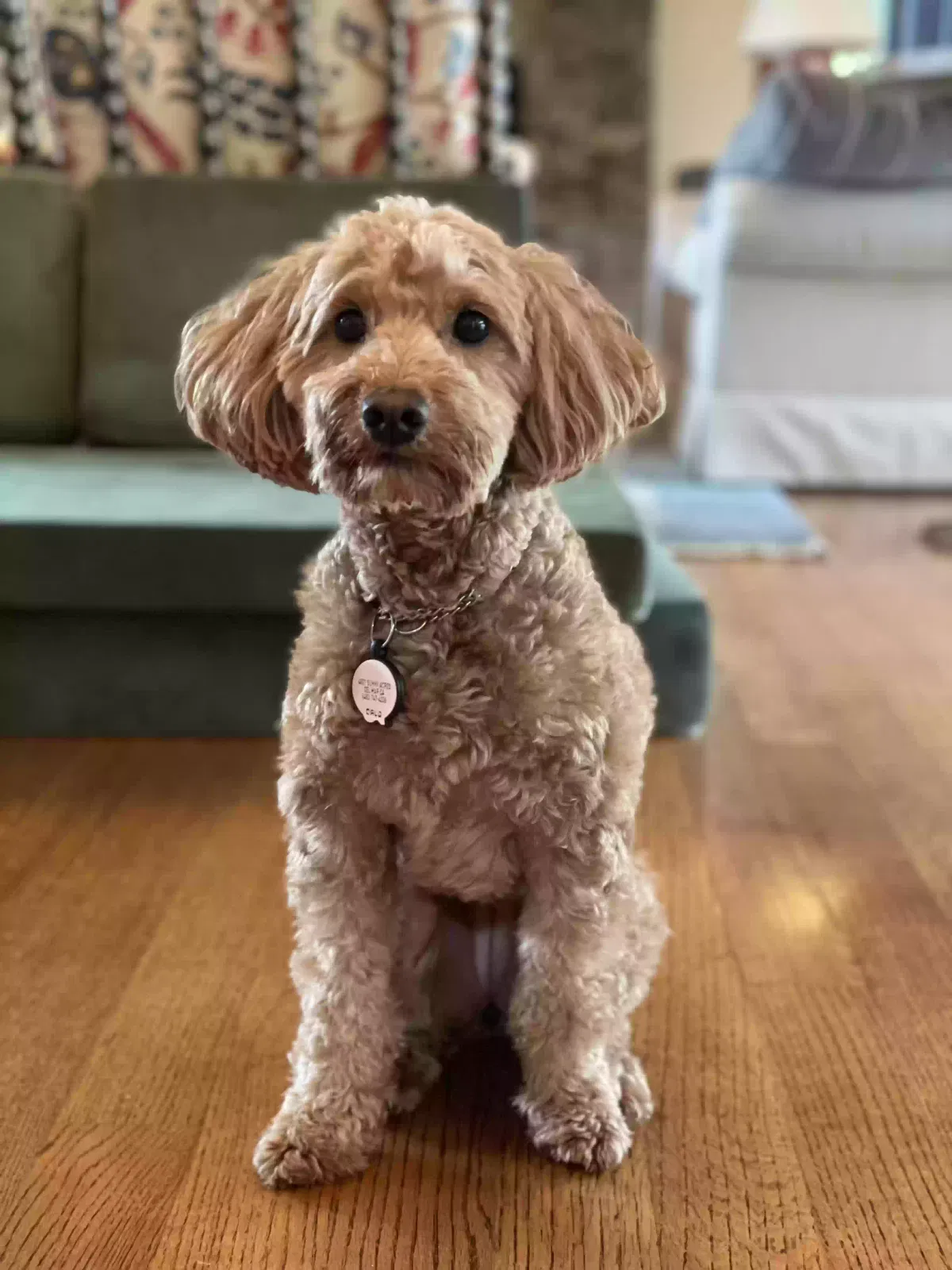 Lost dog in Del Mar, CA, 92014