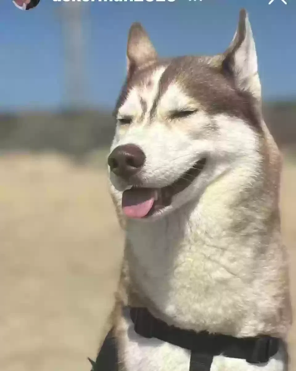 Lost dog in Nuevo, CA, 92567