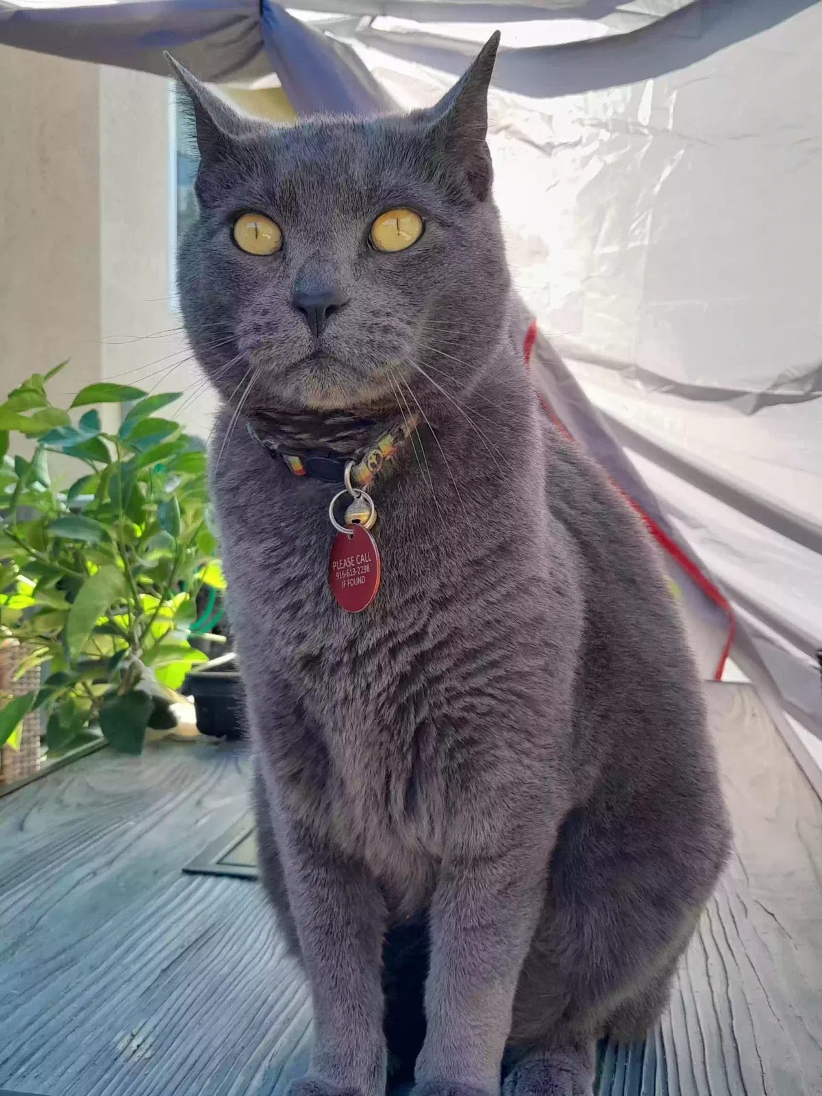 Lost cat in Antelope, CA, 95843