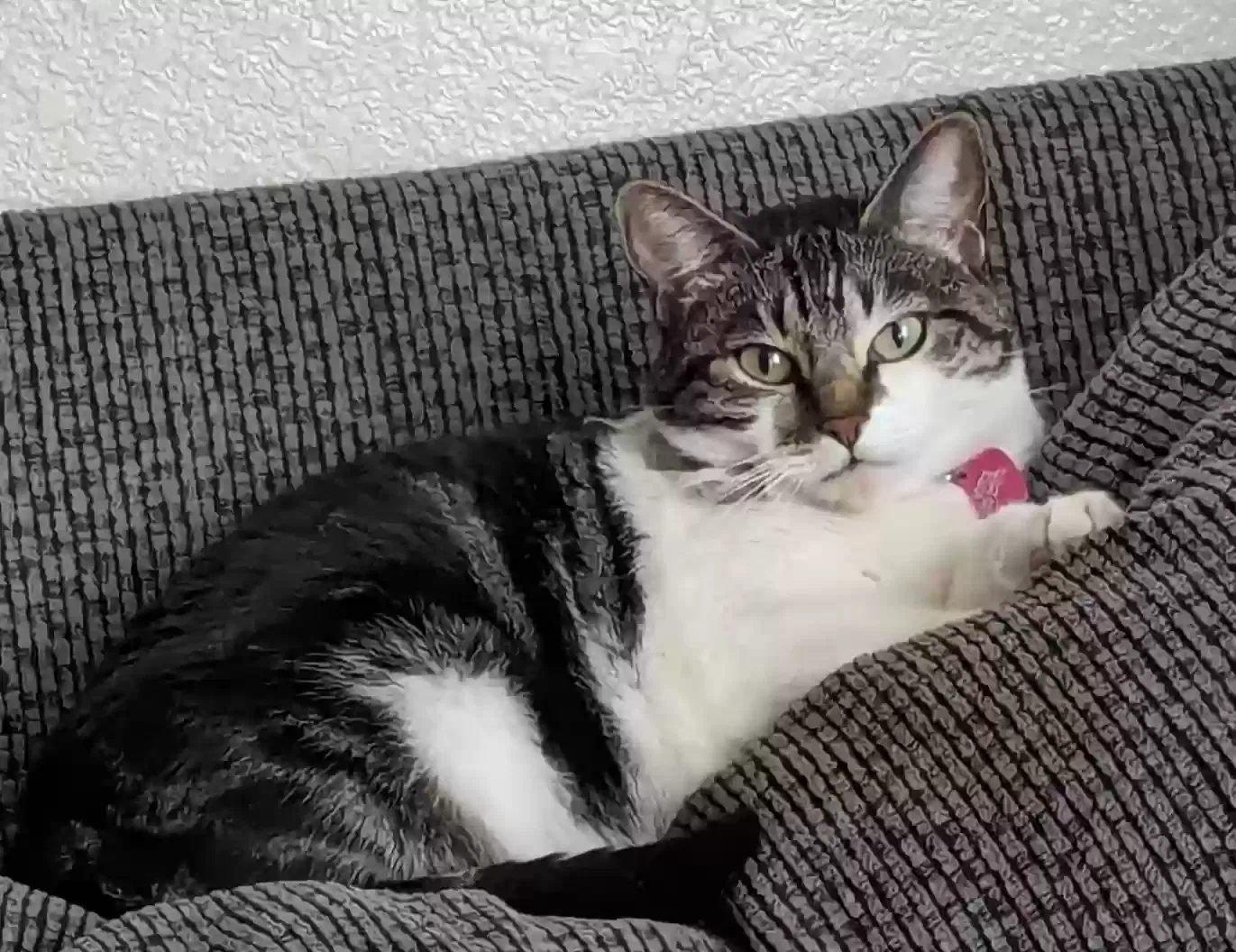 Lost cat in Fresno, CA, 93727