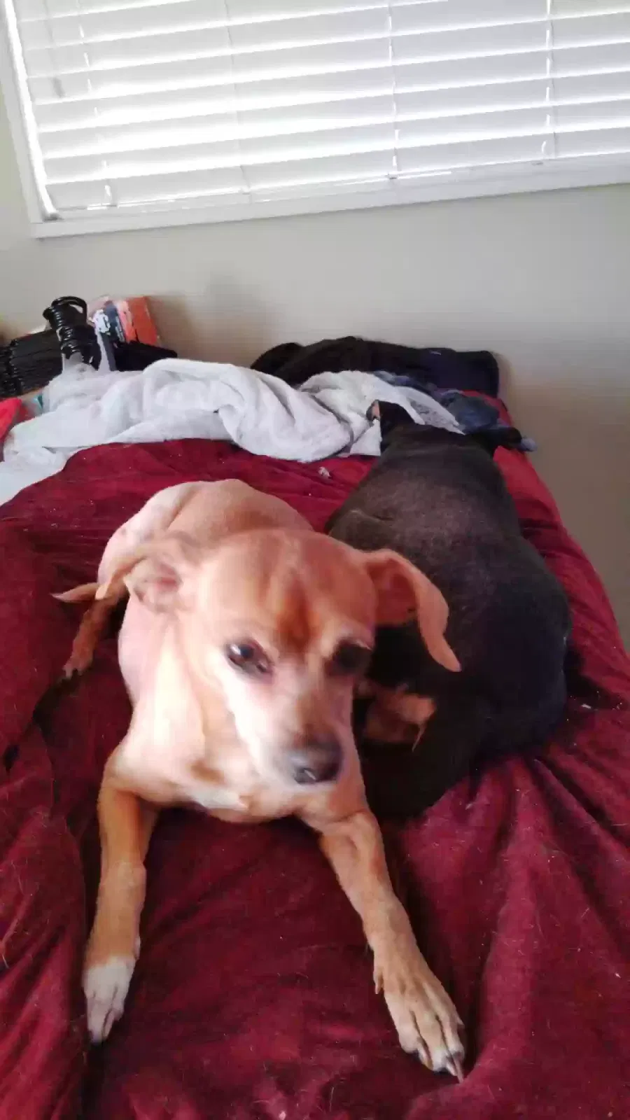 Lost dog in Oklahoma City, OK, 73110