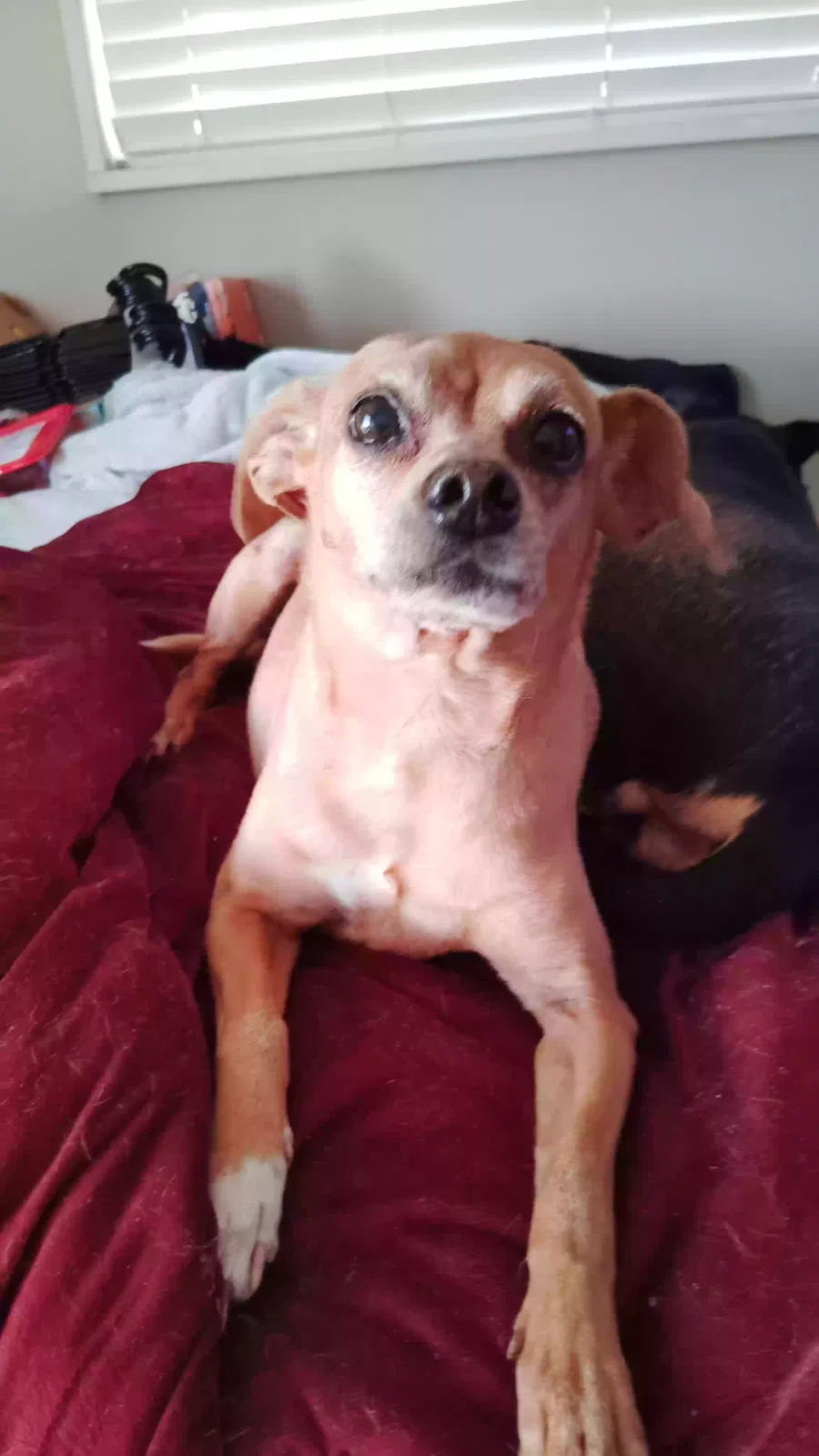 Lost dog in Oklahoma City, OK, 73110