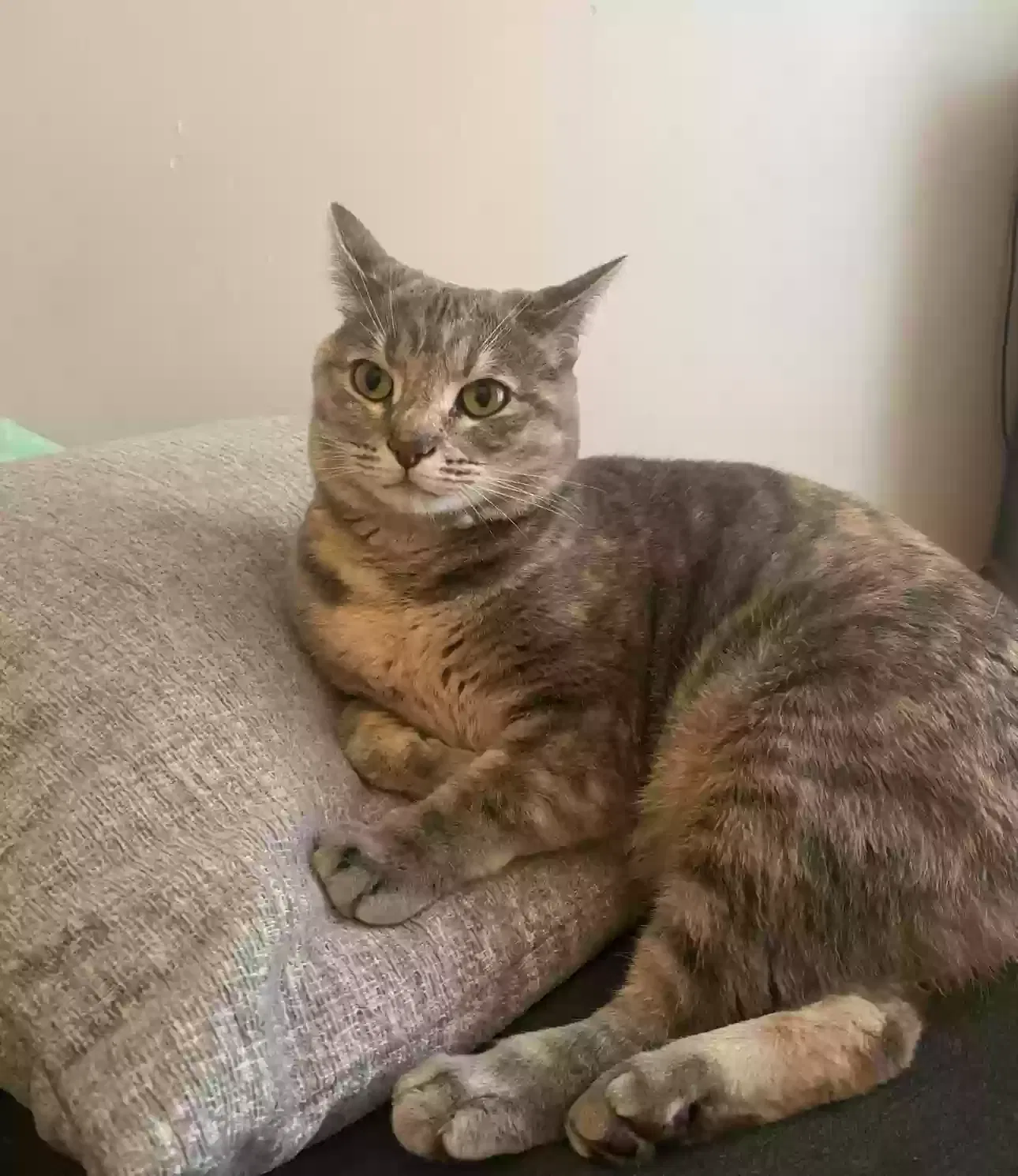 Lost cat in Columbus, OH, 43201