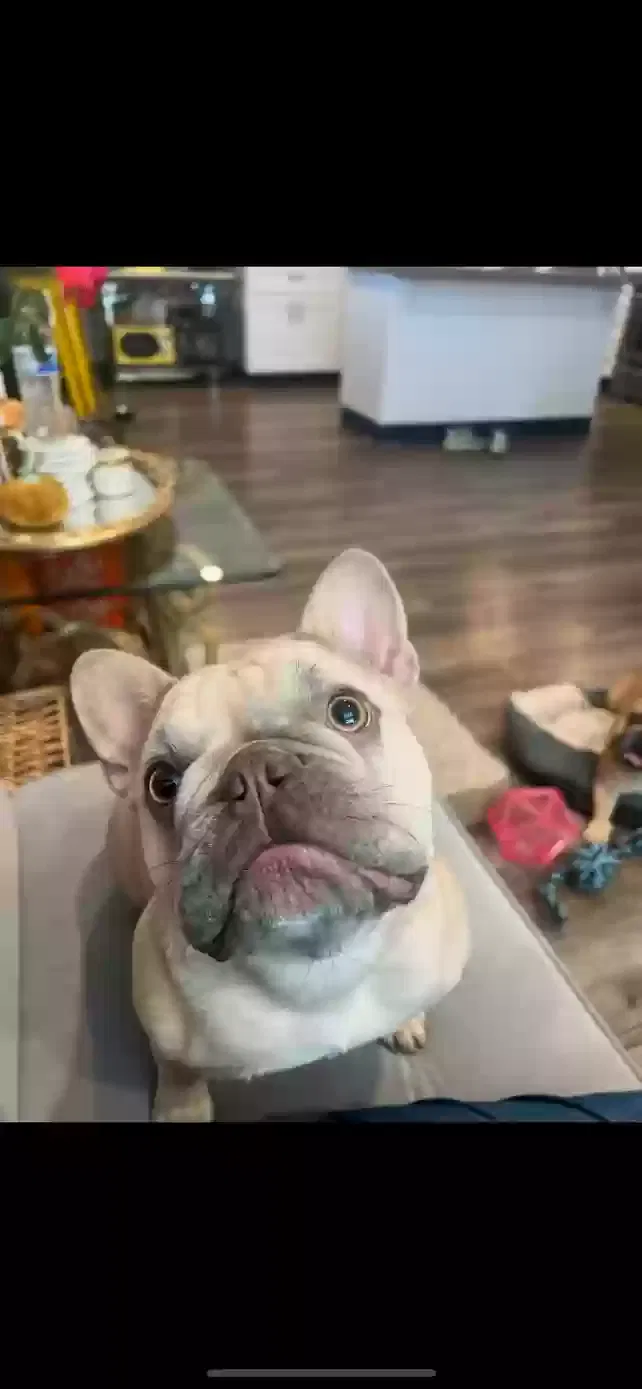 Lost dog in Palo Alto, CA, 94303